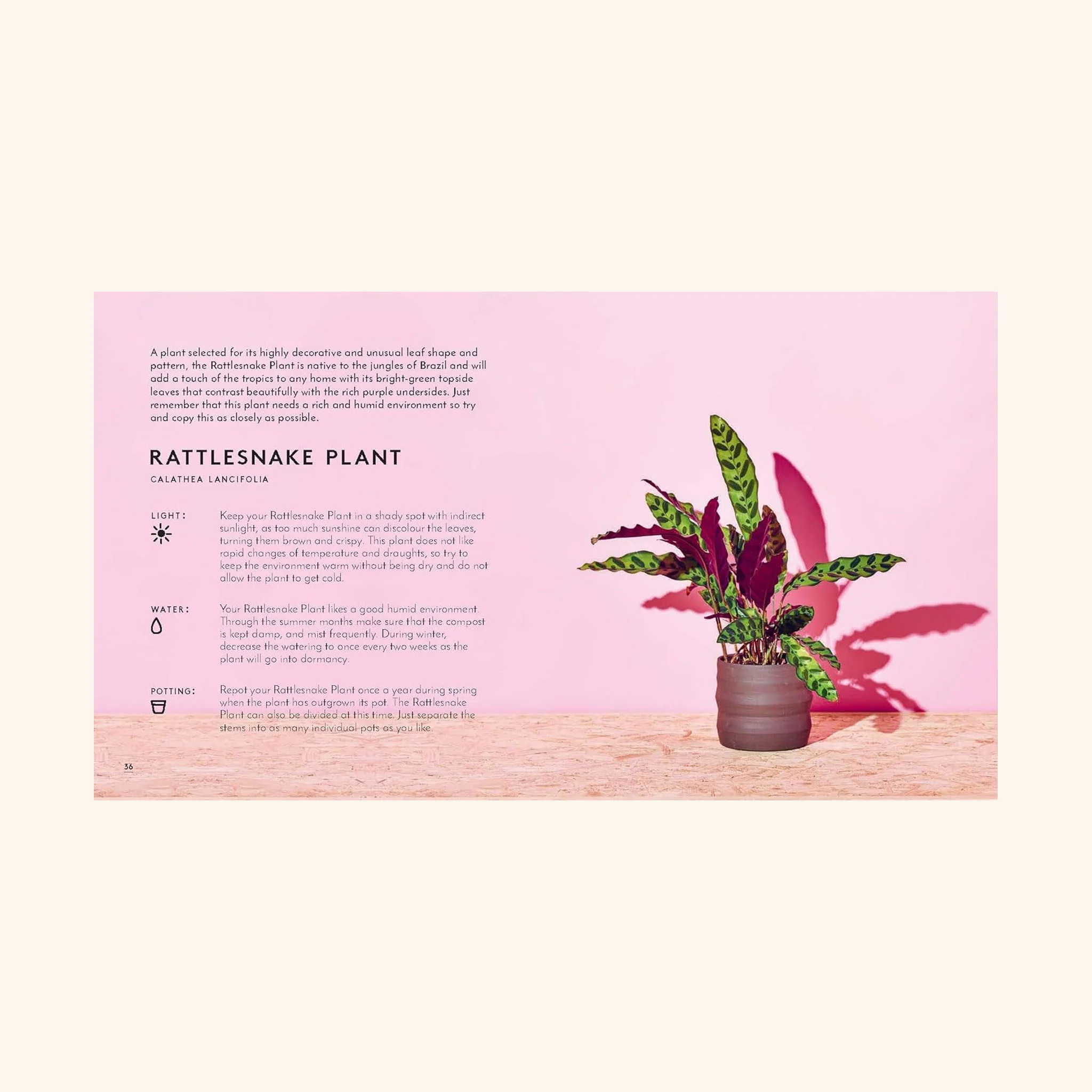 The Little Book of House Plants and Other Greenery - Image 4